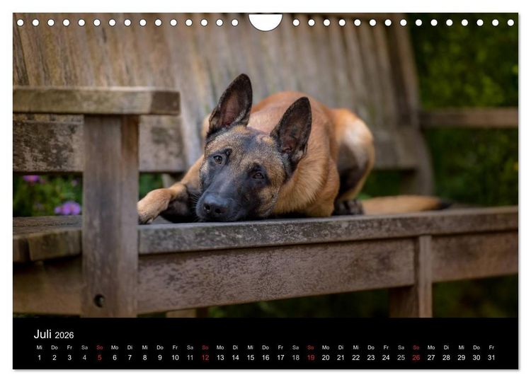 Produktbild: Belgischer Sch&auml;ferhund - Der Malinois (Wandkalender 2026 DIN A4 quer), CALVENDO Monatskalender