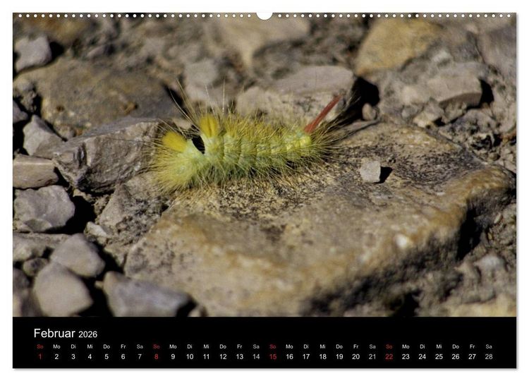 Produktbild: Faszination Schmetterlingsraupen (Wandkalender 2026 DIN A2 quer), CALVENDO Monatskalender