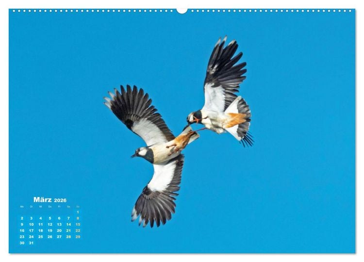 Produktbild: V&ouml;gel in unserer Heimat: Kiebitz, Wiedehopf und Turteltaube (Wandkalender 2026 DIN A2 quer), CALVENDO Monatskalender