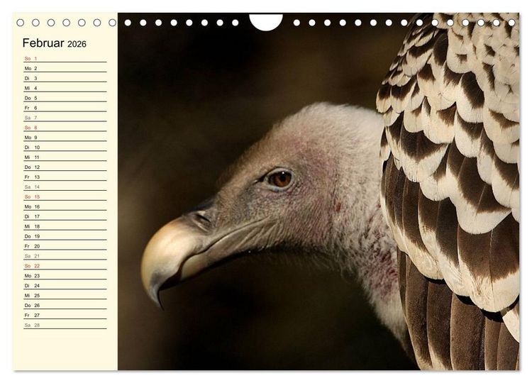 Produktbild: Greifv&ouml;gel (Wandkalender 2026 DIN A4 quer), CALVENDO Monatskalender