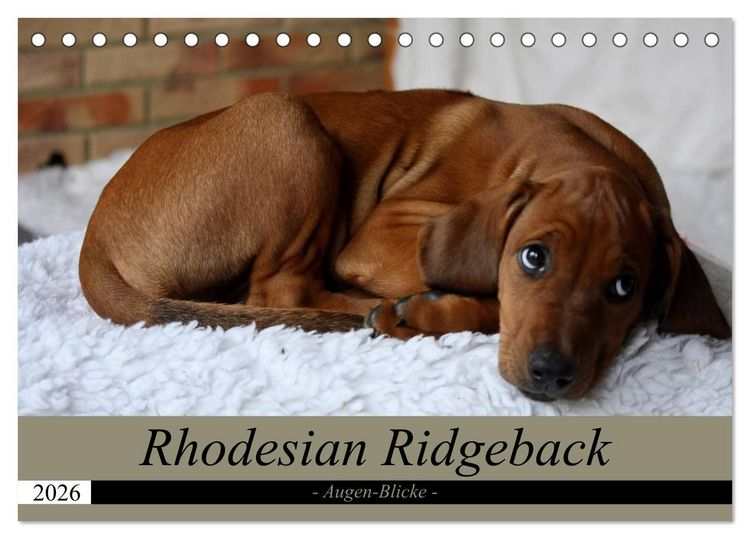 Produktbild: Rhodesian Ridgeback Augen-Blicke (Tischkalender 2026 DIN A5 quer), CALVENDO Monatskalender