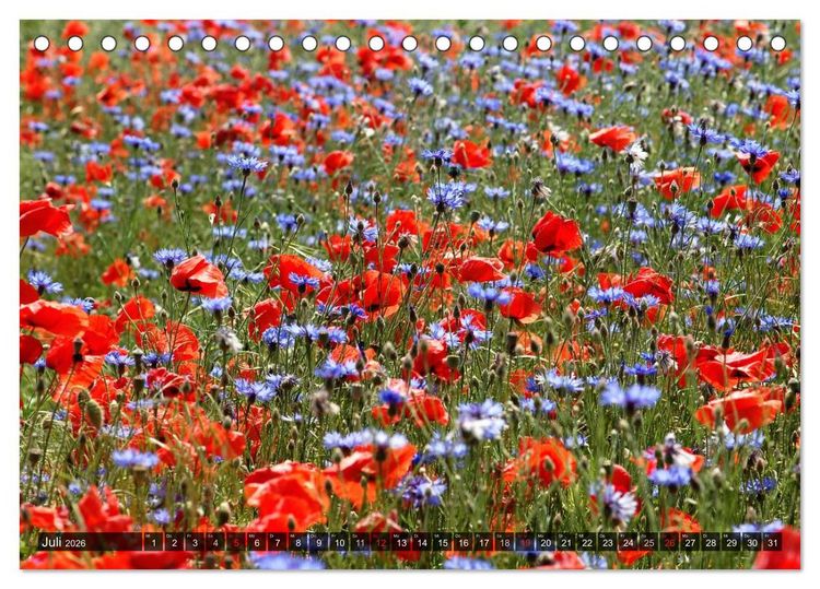 Produktbild: Farbtupfer auf sommerlichen Feldern - Mohn und Kornblumen (Tischkalender 2026 DIN A5 quer), CALVENDO Monatskalender