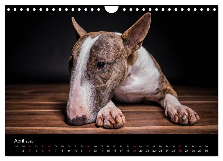 Produktbild: Bullterrier (Wandkalender 2026 DIN A4 quer), CALVENDO Monatskalender