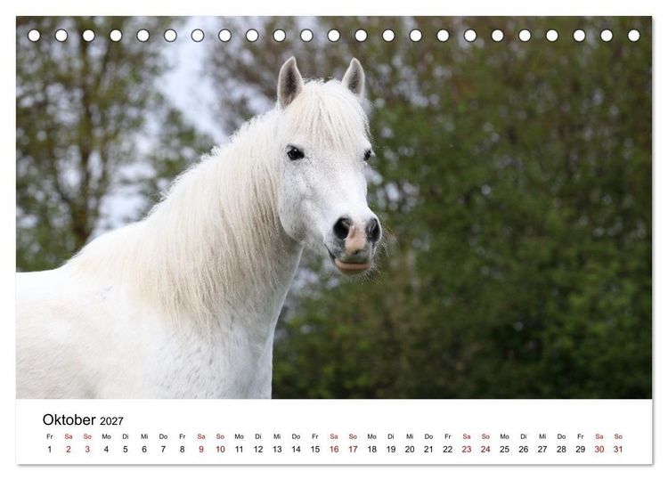 Produktbild: Pferde - im Galopp durch's Jahr 2027 (Tischkalender 2027 DIN A5 quer), CALVENDO Monatskalender