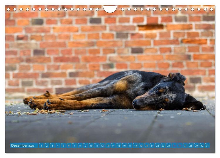 Produktbild: Der Beauceron (Wandkalender 2026 DIN A4 quer), CALVENDO Monatskalender