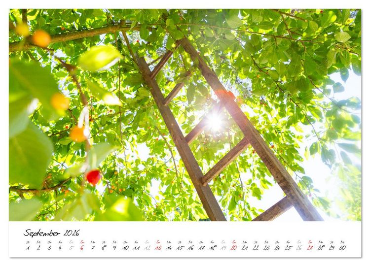Produktbild: Kirschen aus dem Garten &ndash; Erntekalender (Wandkalender 2026 DIN A2 quer), CALVENDO Monatskalender