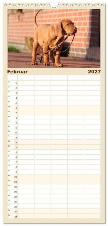Produktbild: Familienplaner 2027 - Magyar Vizsla - Vielseitiger Jagdhund mit 5 Spalten (Wandkalender, 21 x 45 cm) CALVENDO