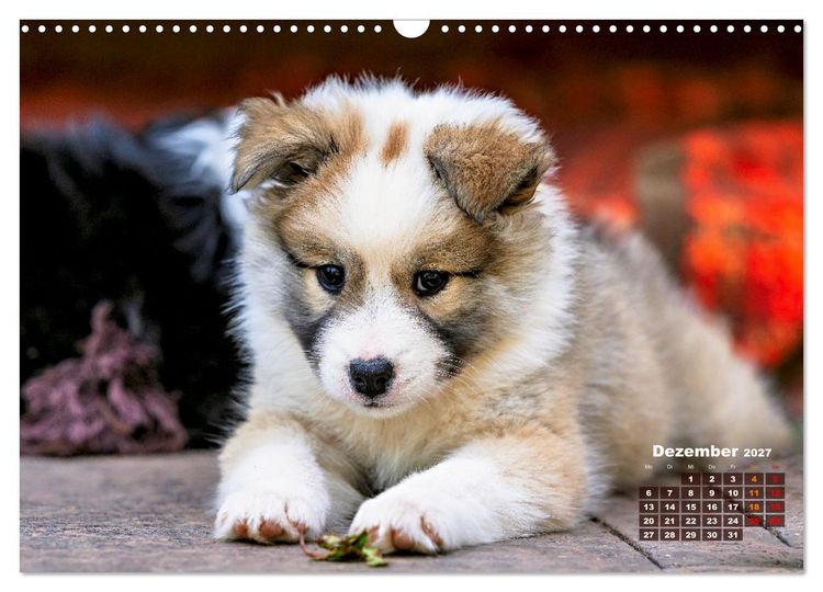 Produktbild: Willkommen auf dieser Welt ihr kleinen Islandhunde (Wandkalender 2027 DIN A3 quer), CALVENDO Monatskalender