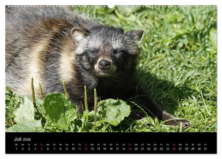 Produktbild: Marderhunde (hochwertiger Premium Wandkalender 2026 DIN A2 quer), Kunstdruck in Hochglanz