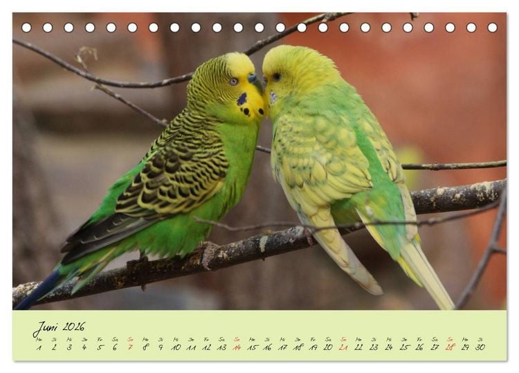 Produktbild: Wellensittiche - Gefiederte Freunde (Tischkalender 2026 DIN A5 quer), CALVENDO Monatskalender