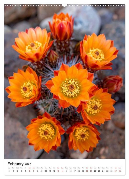 Produktbild: Beautiful Spiky Balls (Wall Calendar 2027 DIN A2 portrait), CALVENDO 12 Month Wall Calendar