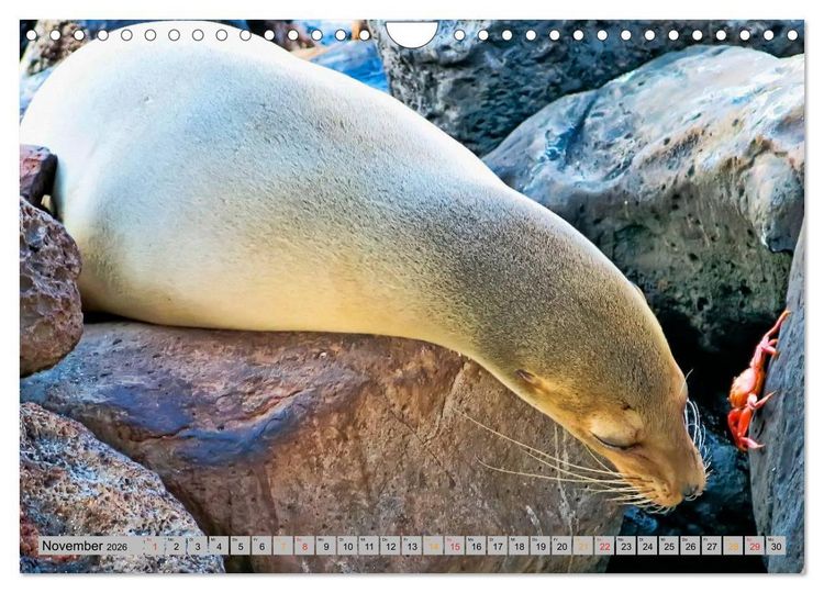 Produktbild: Robben - &uuml;berall zuhause (Wandkalender 2026 DIN A4 quer), CALVENDO Monatskalender