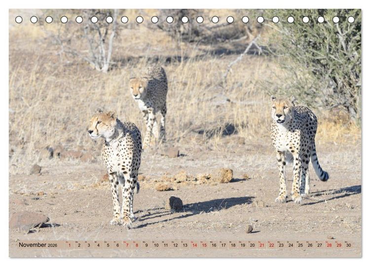 Produktbild: Geparden - schnelle J&auml;ger (Tischkalender 2026 DIN A5 quer), CALVENDO Monatskalender