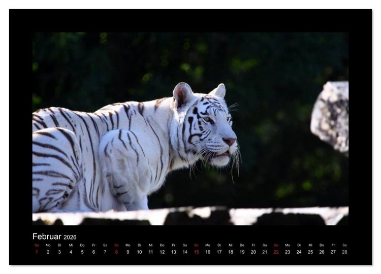 Produktbild: Welt der Katzen - Tiger (Wandkalender 2026 DIN A4 quer), CALVENDO Monatskalender