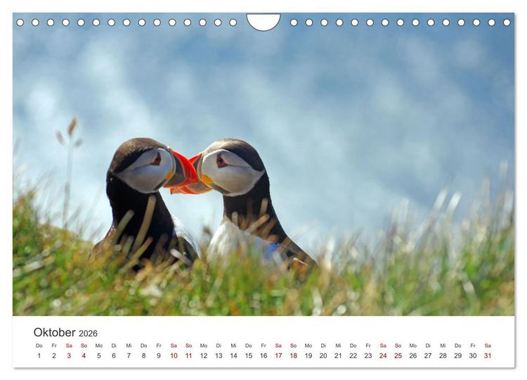 Produktbild: Papageitaucher - Clowns der nordischen Vogelwelt (Wandkalender 2026 DIN A4 quer), CALVENDO Monatskalender