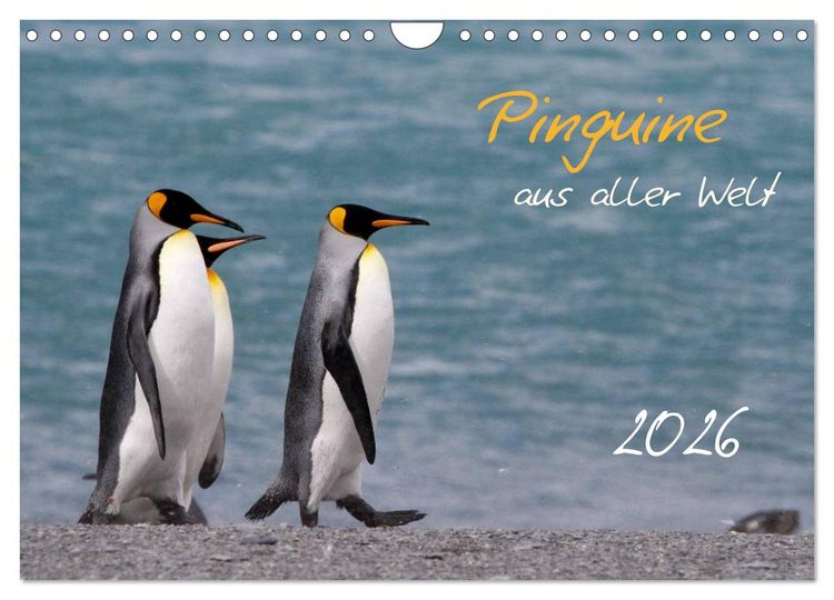 Produktbild: Pinguine aus aller Welt (Wandkalender 2026 DIN A4 quer), CALVENDO Monatskalender