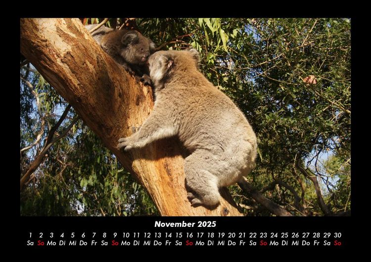 Produktbild: Koala 2025 Fotokalender DIN A3