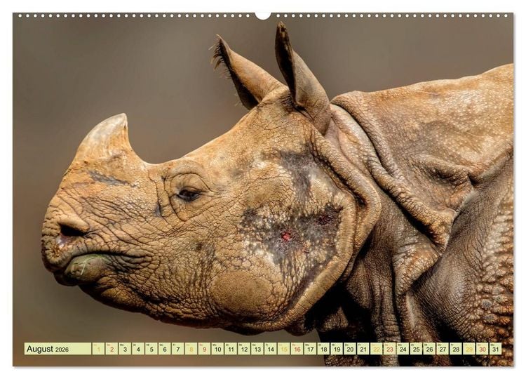 Produktbild: Bedrohte Tierart - Nashorn (Wandkalender 2026 DIN A2 quer), CALVENDO Monatskalender