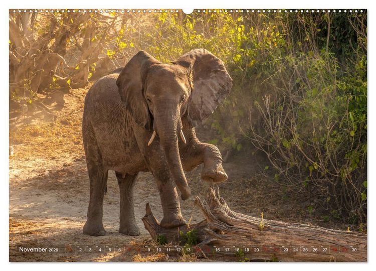Produktbild: Elefanten in Afrika - Die mit den gro&szlig;en Ohren (hochwertiger Premium Wandkalender 2026 DIN A2 quer), Kunstdruck in Hochglanz