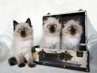 Produktbild: CALVENDO Puzzle Crusaders Ragdoll Katzen | 1000 Teile Lege-Gr&ouml;&szlig;e 64x48cm Foto-Puzzle f&uuml;r gl&uuml;ckliche Stunden