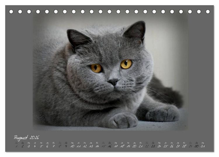 Produktbild: GRAUE ENGEL Britischkurzhaar-Katzen (Tischkalender 2026 DIN A5 quer), CALVENDO Monatskalender