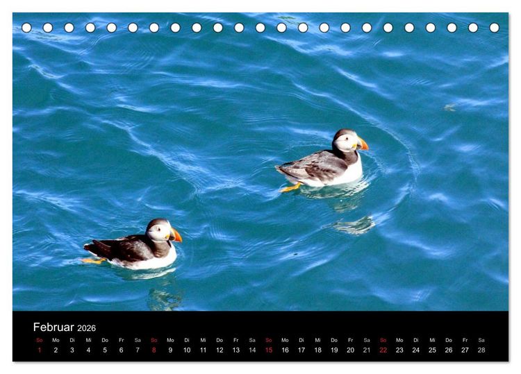 Produktbild: Puffins, Papageitauchern ganz nah (Tischkalender 2026 DIN A5 quer), CALVENDO Monatskalender