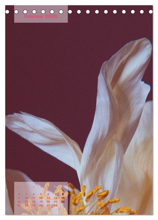 Produktbild: Die K&ouml;nigin der Rosen (Tischkalender 2026 DIN A5 hoch), CALVENDO Monatskalender