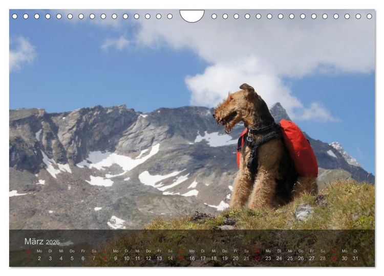 Produktbild: Der Bergdale - mit Hund im Hochgebirge (Wandkalender 2026 DIN A4 quer), CALVENDO Monatskalender