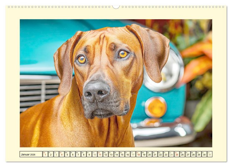 Produktbild: Rhodesian Ridgeback. Kraft und Sanftmut in vollkommener Balance (Wandkalender 2026 DIN A2 quer), CALVENDO Monatskalender