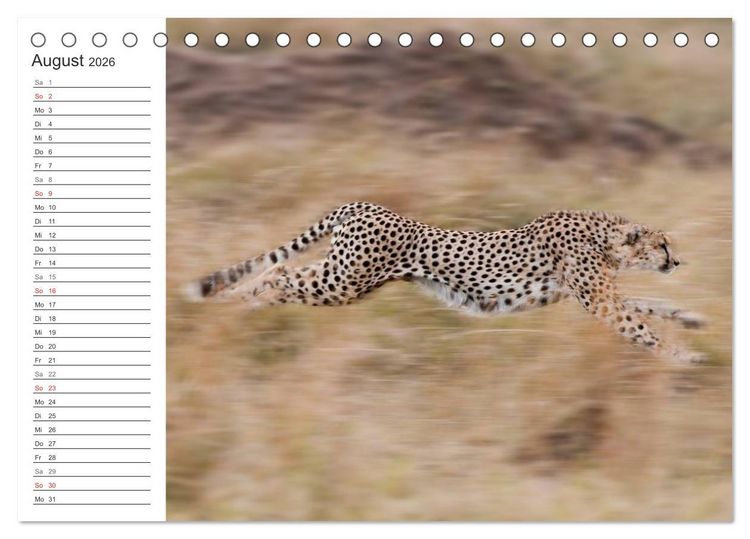Produktbild: Emotionale Momente: Mein wildes Afrika (Tischkalender 2026 DIN A5 quer), CALVENDO Monatskalender
