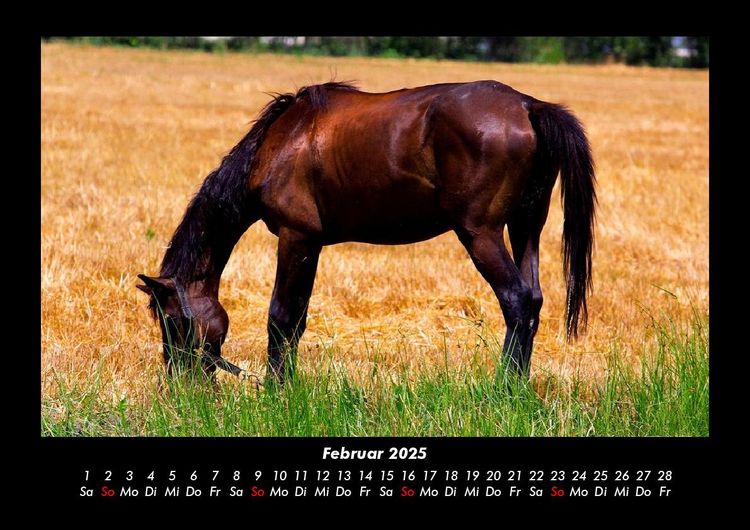 Produktbild: Pferde Kalender 2025 Fotokalender DIN A3