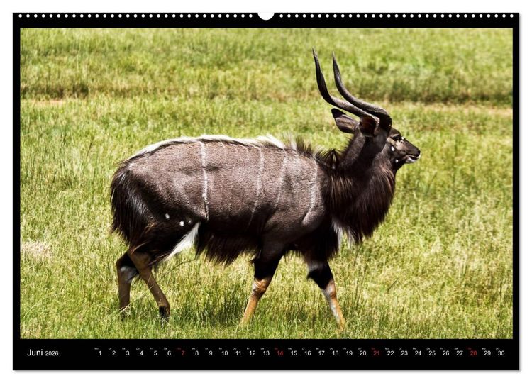 Produktbild: S&Uuml;DAFRIKA Augenblicke (Wandkalender 2026 DIN A2 quer), CALVENDO Monatskalender
