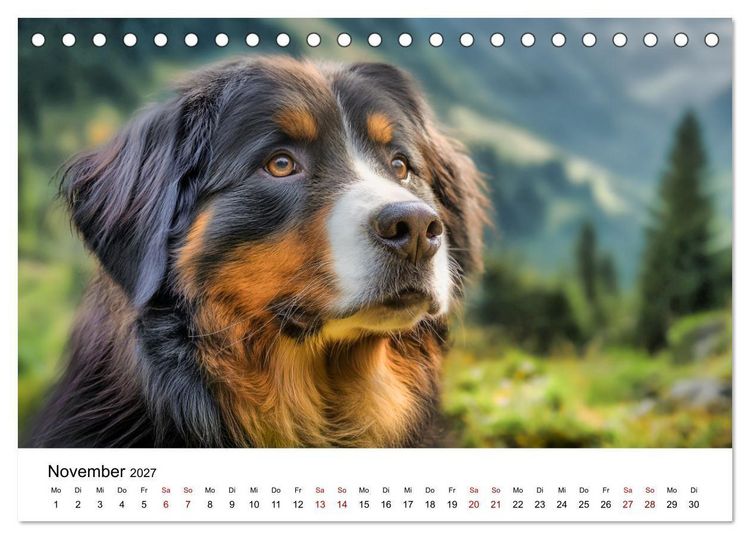Produktbild: Stolz und Sanftmut - Berner Sennenhunde (Tischkalender 2027 DIN A5 quer), CALVENDO Monatskalender