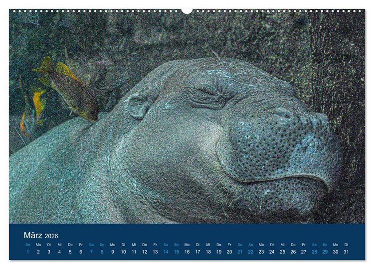 Produktbild: Nilpferde, Kolosse in Afrika (Wandkalender 2026 DIN A2 quer), CALVENDO Monatskalender