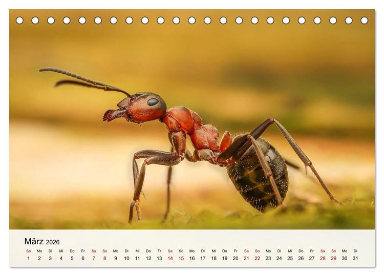 Produktbild: Verborgene Wunder (Tischkalender 2026 DIN A5 quer), CALVENDO Monatskalender