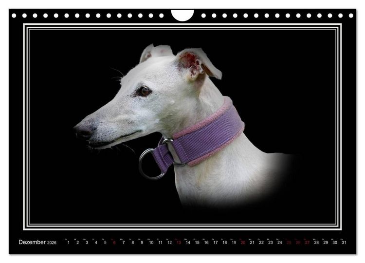 Produktbild: Galgo Espa&ntilde;ol 2026- Der spanische Windhund (Wandkalender 2026 DIN A4 quer), CALVENDO Monatskalender