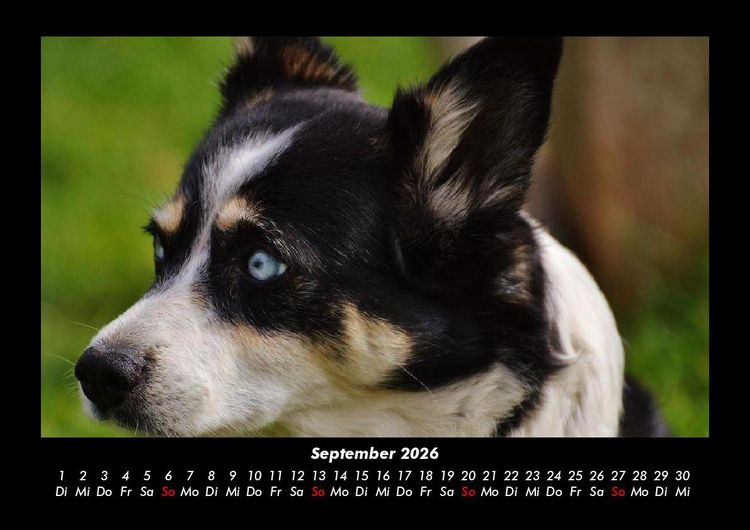 Produktbild: Welpen 2026 Fotokalender DIN A3