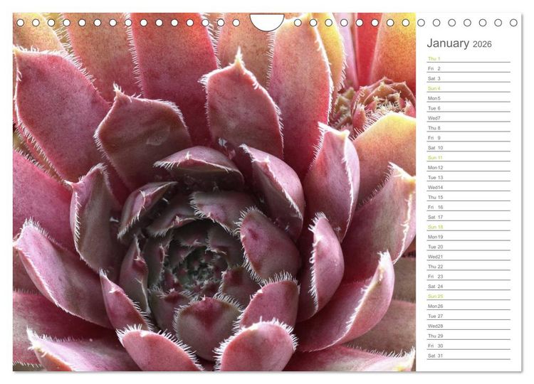 Produktbild: Sempervivum Fascinating Succulents (Wall Calendar 2026 DIN A4 landscape), CALVENDO 12 Month Wall Calendar