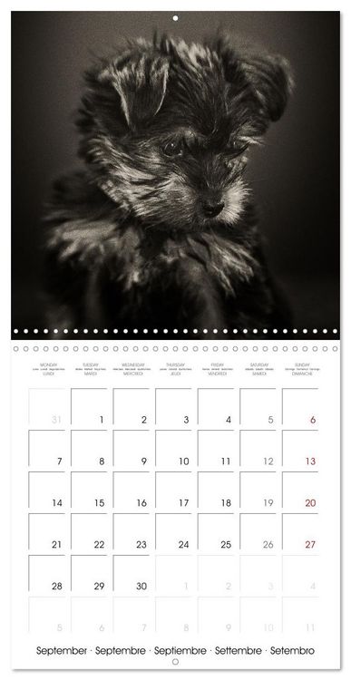 Produktbild: Portraits canins (Calendrier mural carr&eacute; 2026 30x30 cm) Calendrier double avec une page pour vos prises de notes