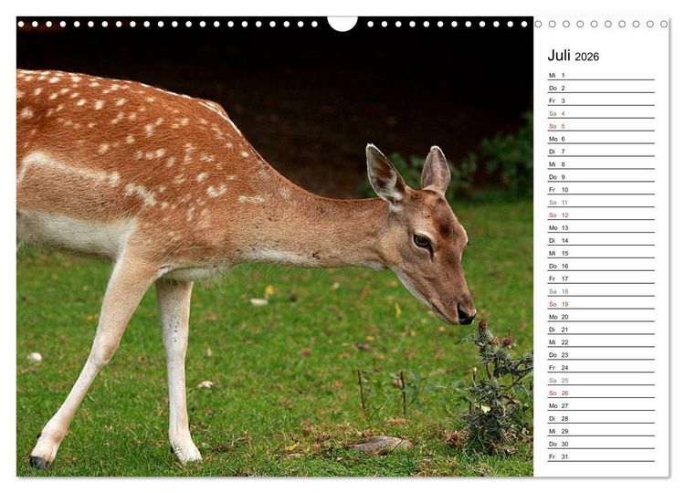 Produktbild: Hirsche (Wandkalender 2026 DIN A3 quer), CALVENDO Monatskalender