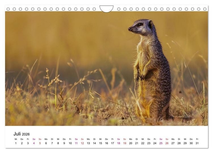 Produktbild: Erdm&auml;nnchen - coole Typen (Wandkalender 2026 DIN A4 quer), CALVENDO Monatskalender