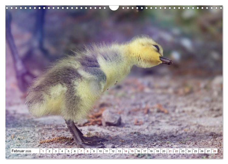 Produktbild: Flauschige Momente! Enten- und G&auml;nsek&uuml;ken im Jahreslauf (Wandkalender 2026 DIN A3 quer), CALVENDO Monatskalender