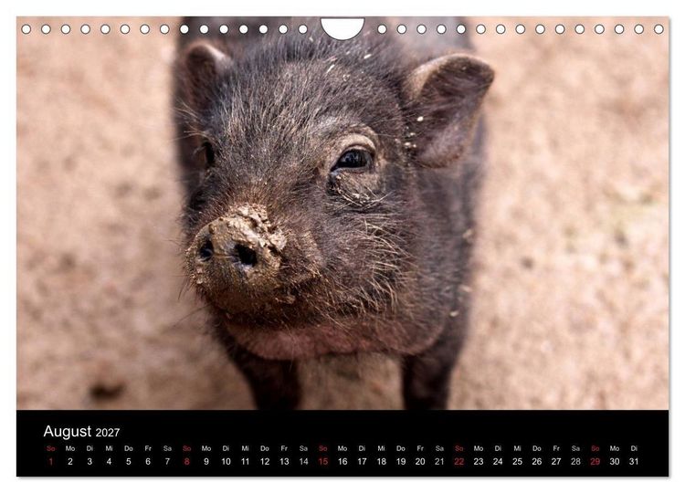 Produktbild: Schweinereien (Wandkalender 2027 DIN A4 quer), CALVENDO Monatskalender