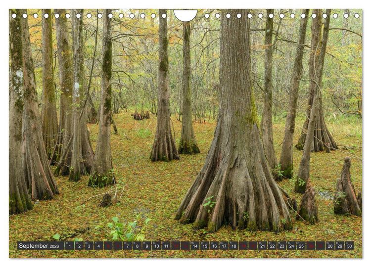 Produktbild: Natur Paradies Mississippi Delta (Wandkalender 2026 DIN A4 quer), CALVENDO Monatskalender