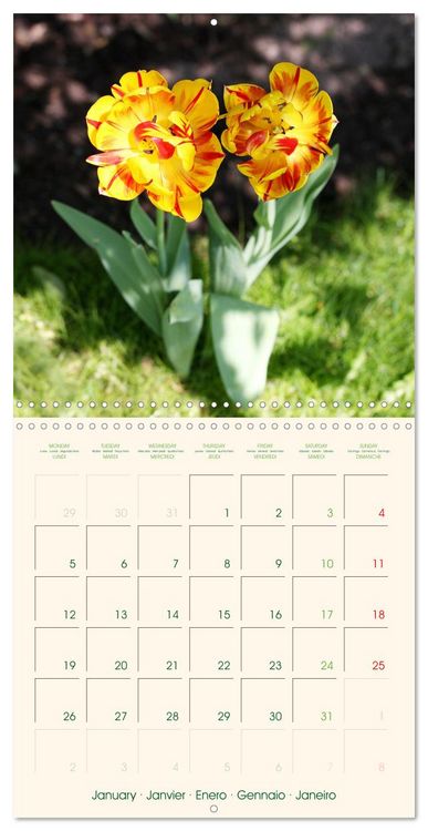 Produktbild: Tulipes charmantes et fra&icirc;ches (Calendrier mural carr&eacute; 2026 30x30 cm) Calendrier double avec une page pour vos prises de notes