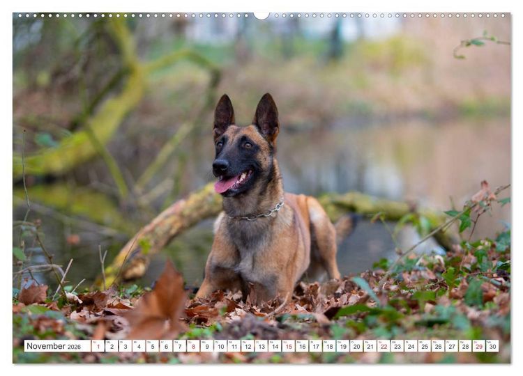 Produktbild: Malinois - belgischer Sch&auml;ferhund (hochwertiger Premium Wandkalender 2026 DIN A2 quer), Kunstdruck in Hochglanz