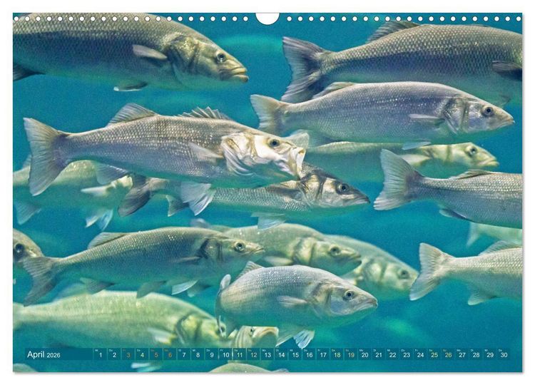 Produktbild: Fische in Teichen und Fl&uuml;ssen (Wandkalender 2026 DIN A3 quer), CALVENDO Monatskalender