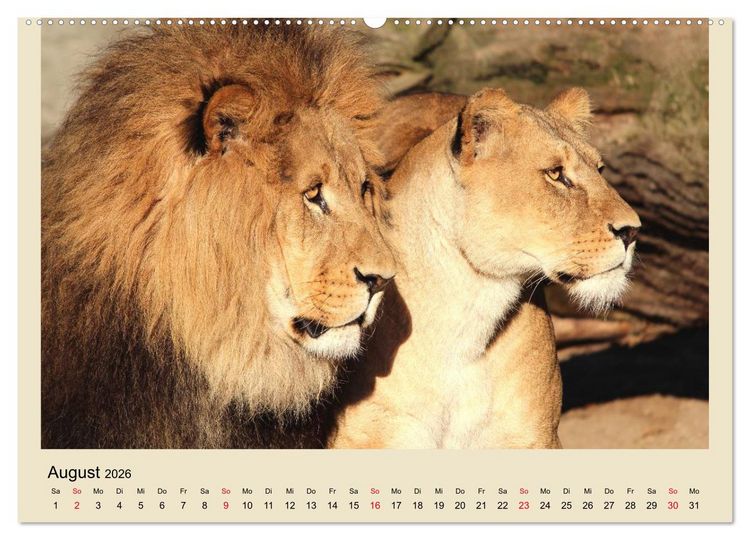 Produktbild: L&ouml;wen im Tierpark Hagenbeck (Wandkalender 2026 DIN A2 quer), CALVENDO Monatskalender