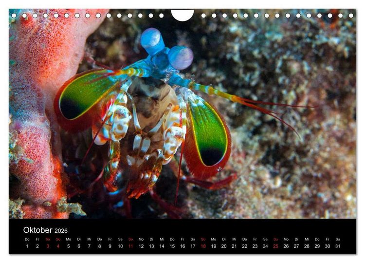 Produktbild: Faszinierendes Leben unter Wasser (Wandkalender 2026 DIN A4 quer), CALVENDO Monatskalender