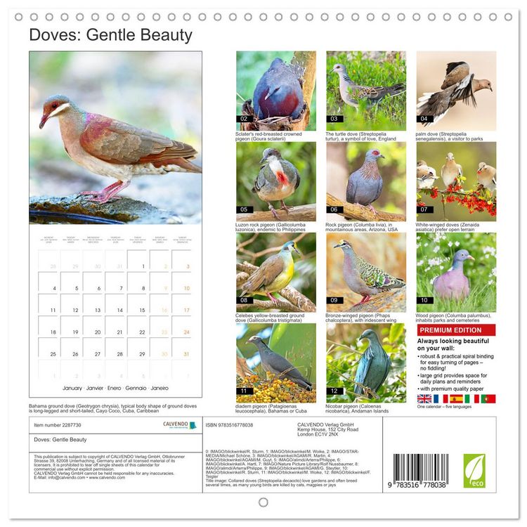 Produktbild: Doves: Gentle Beauty (Wall Calendar 2027 12 &times; 12 Inch) CALVENDO 12 Month Wall Calendar